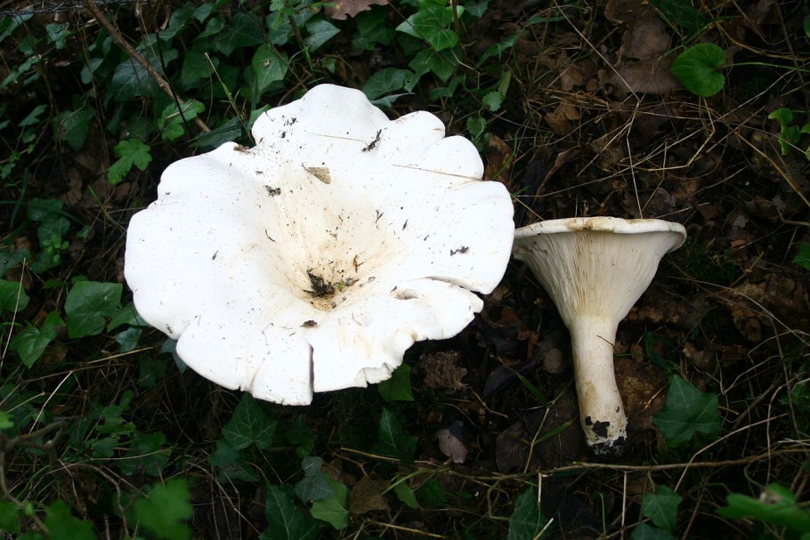 Говорушка гигантская Leucopaxillus giganteus
