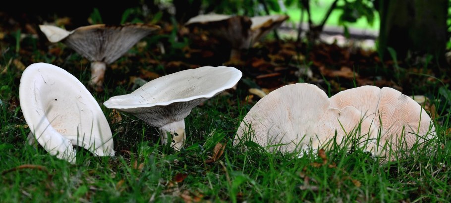 Говорушка гигантская гриб