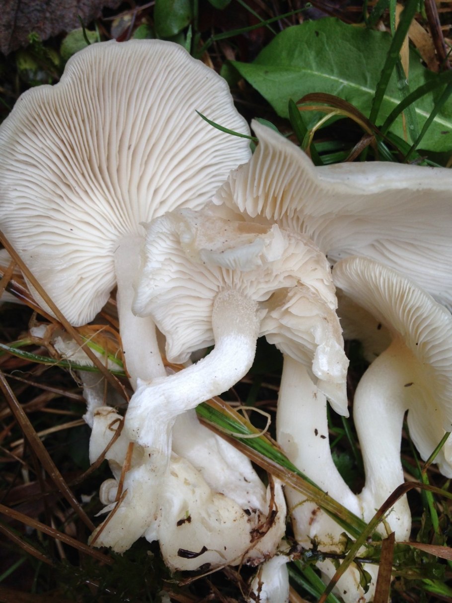 Говорушка беловатая (Clitocybe dealbata)