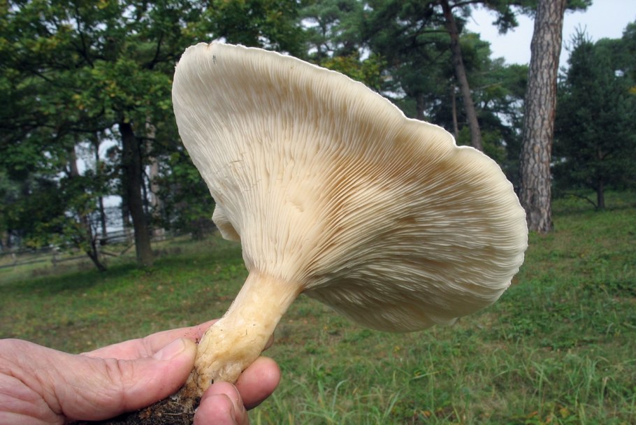 Говорушка гигантская Leucopaxillus giganteus