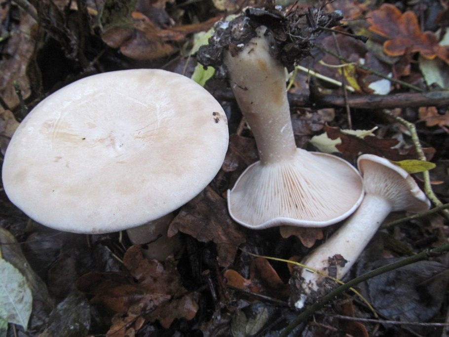Говорушка подогнутая (Clitocybe geotropa)