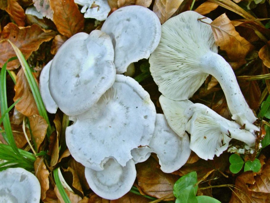 Говорушка беловатая (Clitocybe rivulosa)