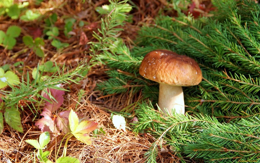 Белый гриб Сосновый Boletus pinophilus
