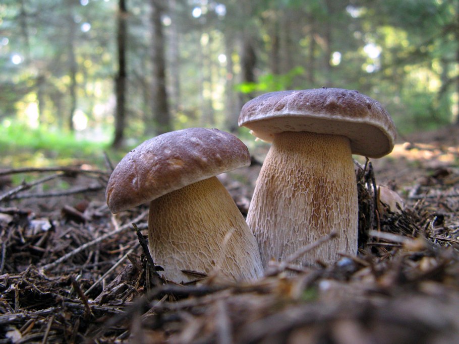 Белый гриб Сосновый Boletus pinophilus