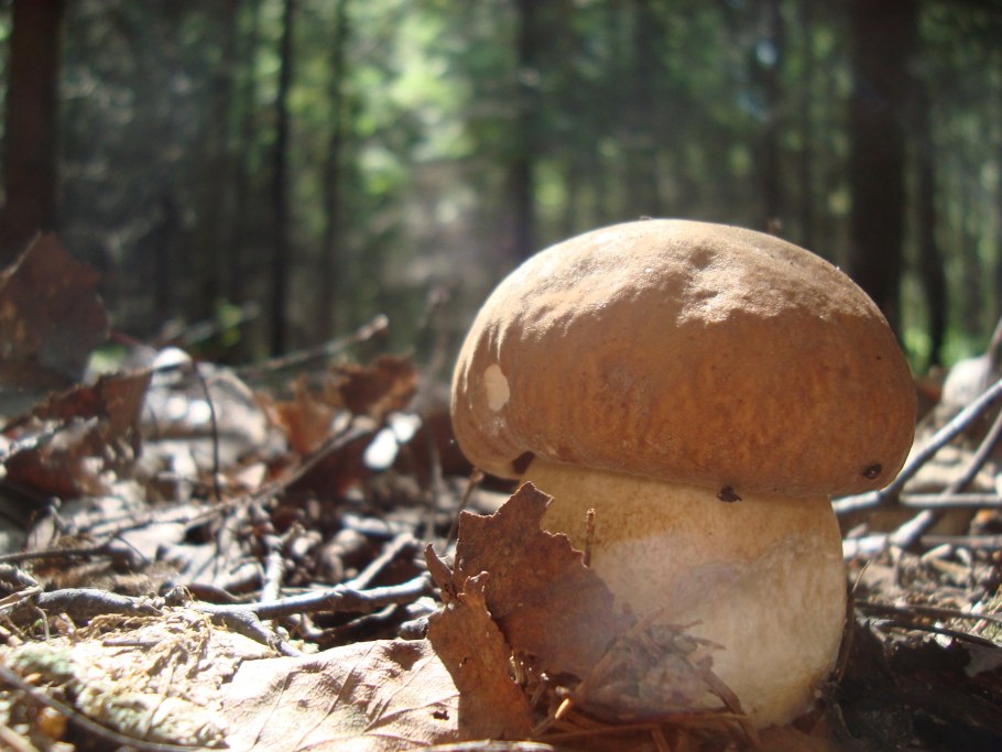 Боровик Болетовые белый