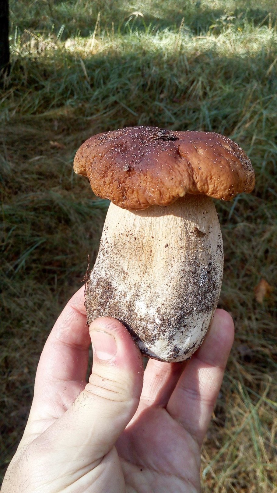 Как выглядит гриб Боровик