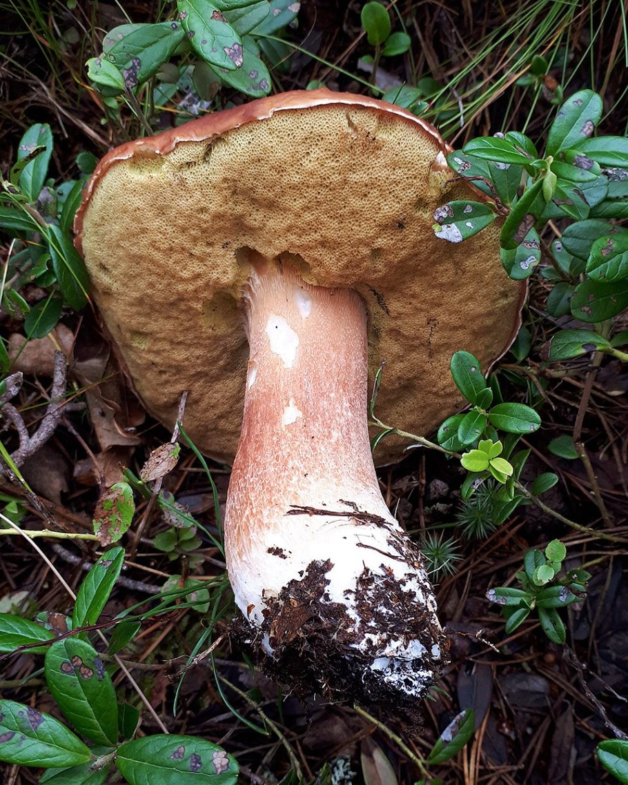 Белый гриб Boletus pinophilus