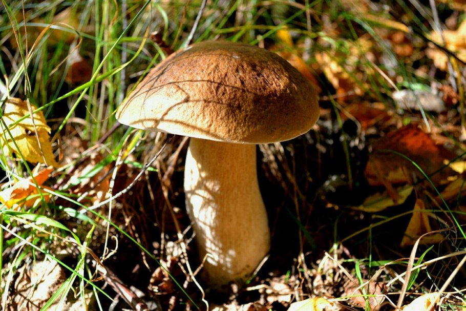 Boletus edulis – белый гриб