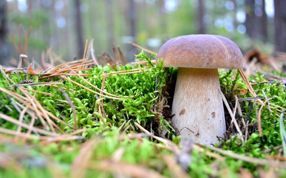 Боровик пластинчатый гриб