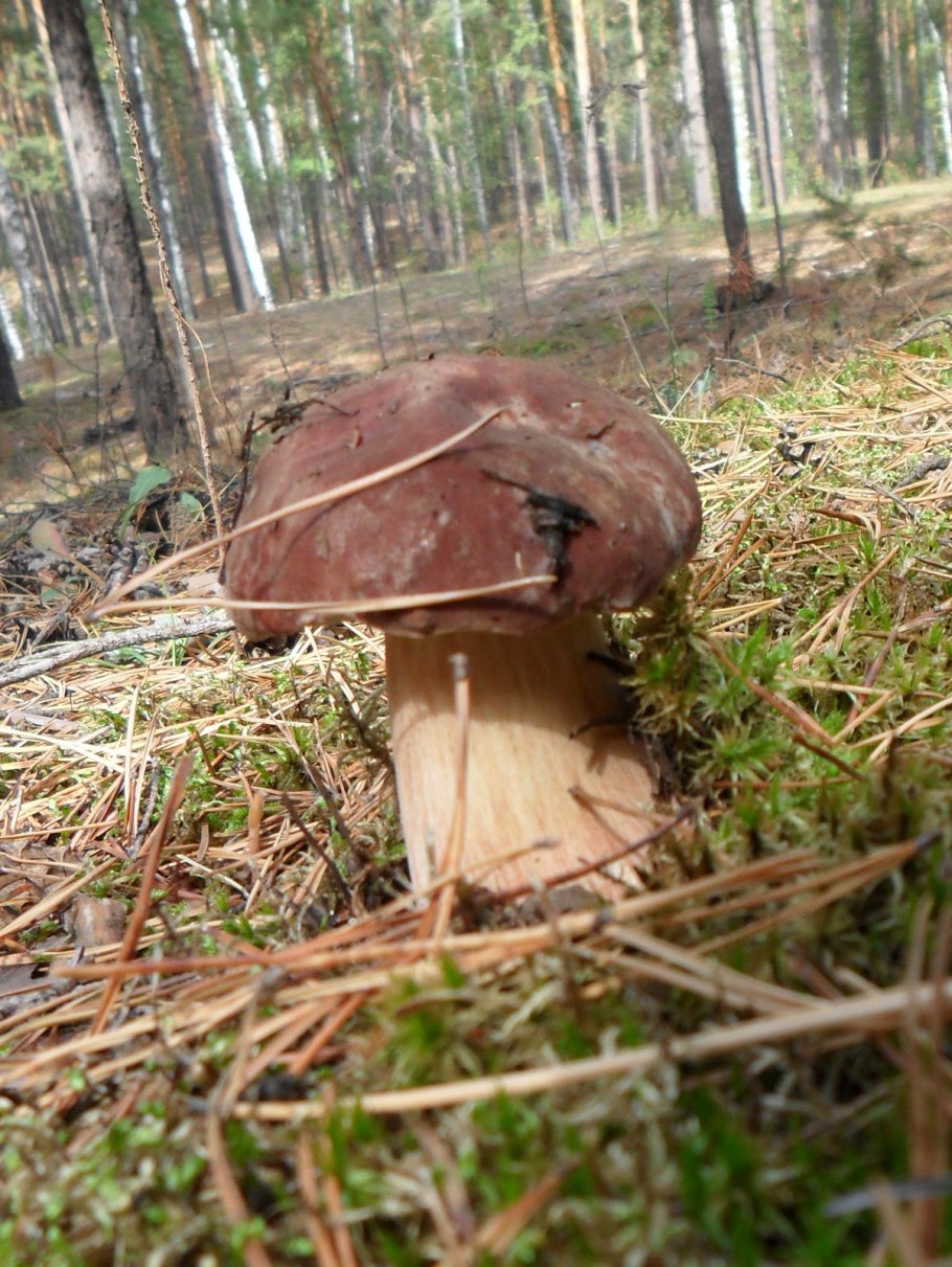 Боровик Сосновый