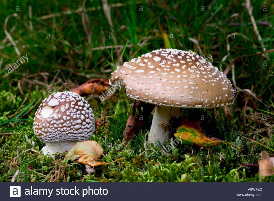 Гриб мухомор пантерный