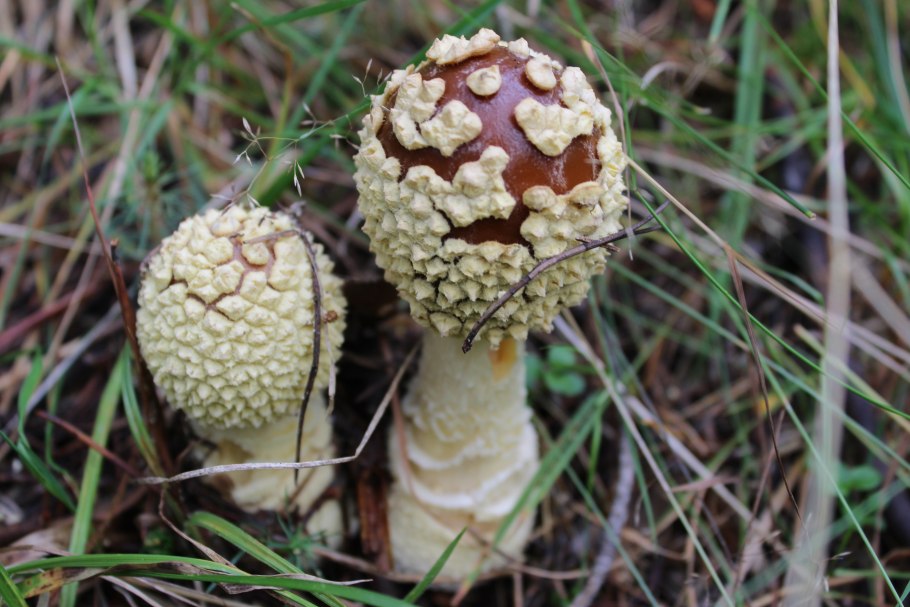 Ядовитые грибы Северо-Западного региона