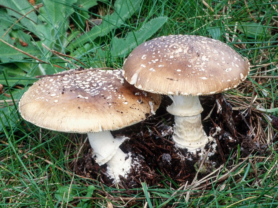 Гриб мухомор пантерный