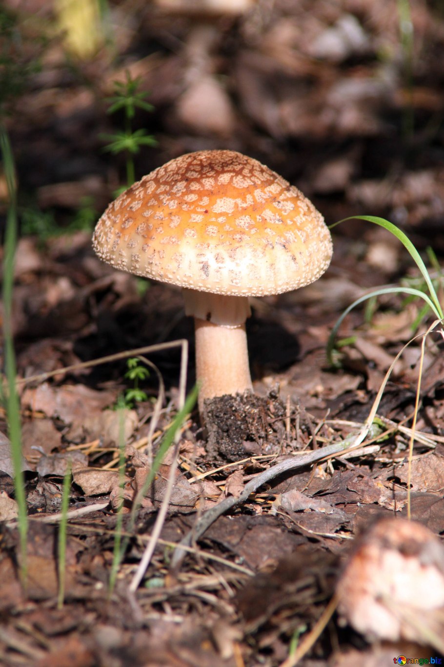 Гриб amanita rubescens