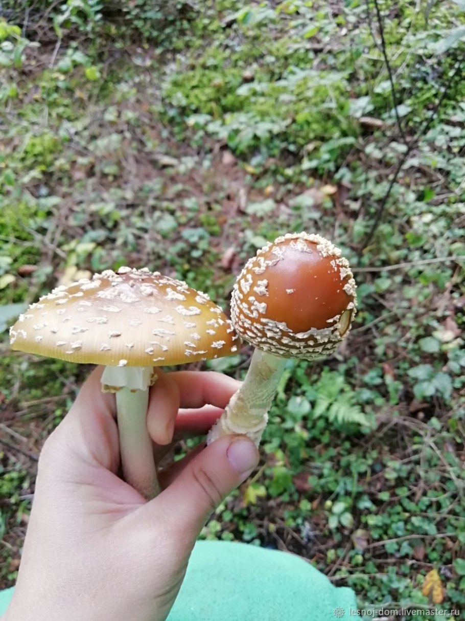 Королевский мухомор