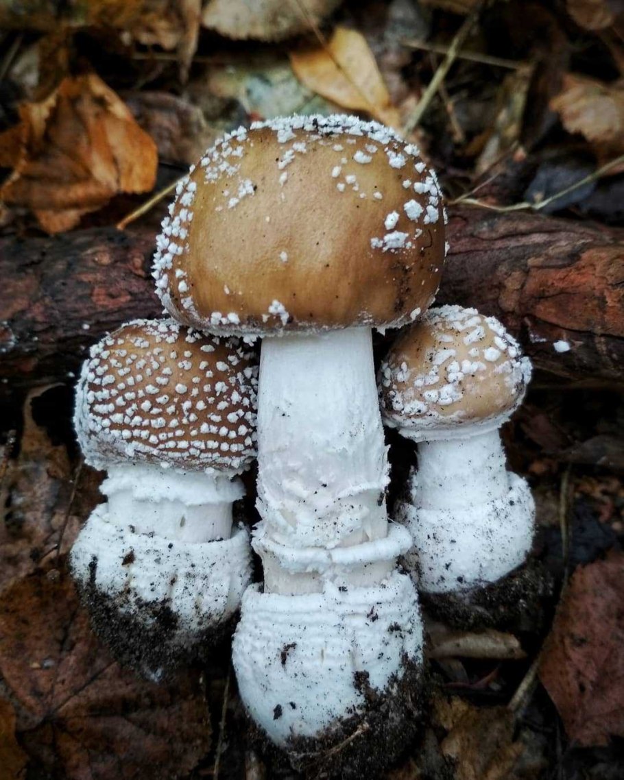 Мухомор леопардовый пантерный гриб Amanita pantherina.