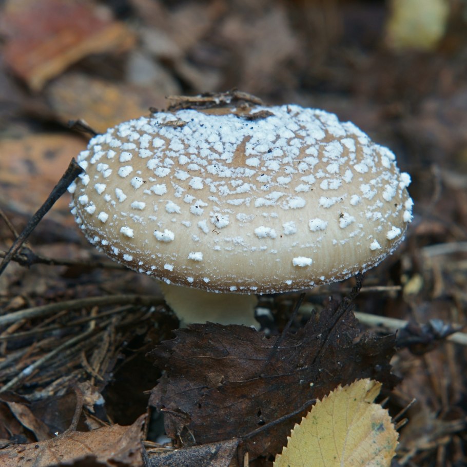 Мухомор пантерный и мухомор красный