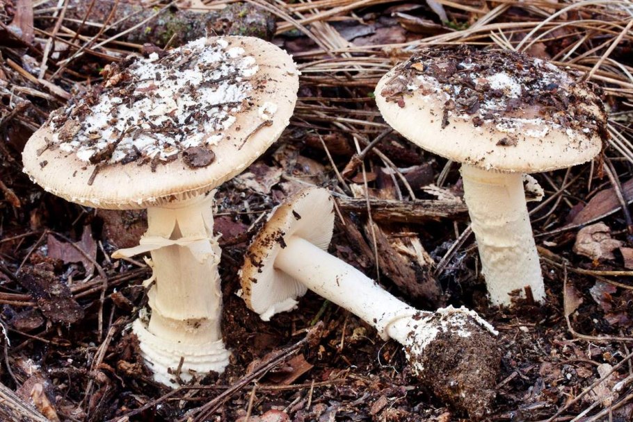 Гриб поганка