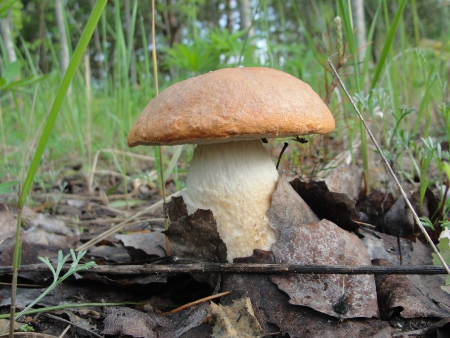 Подосиновики подберезовики маслята