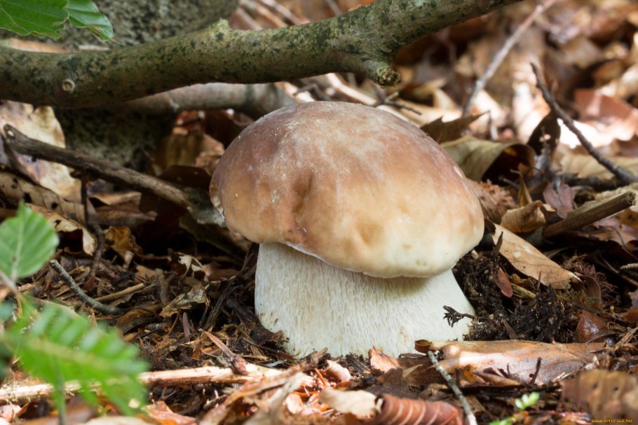 Молодой белый гриб