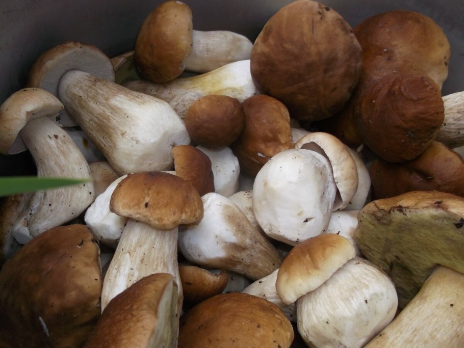 Белый гриб еловый Боровик