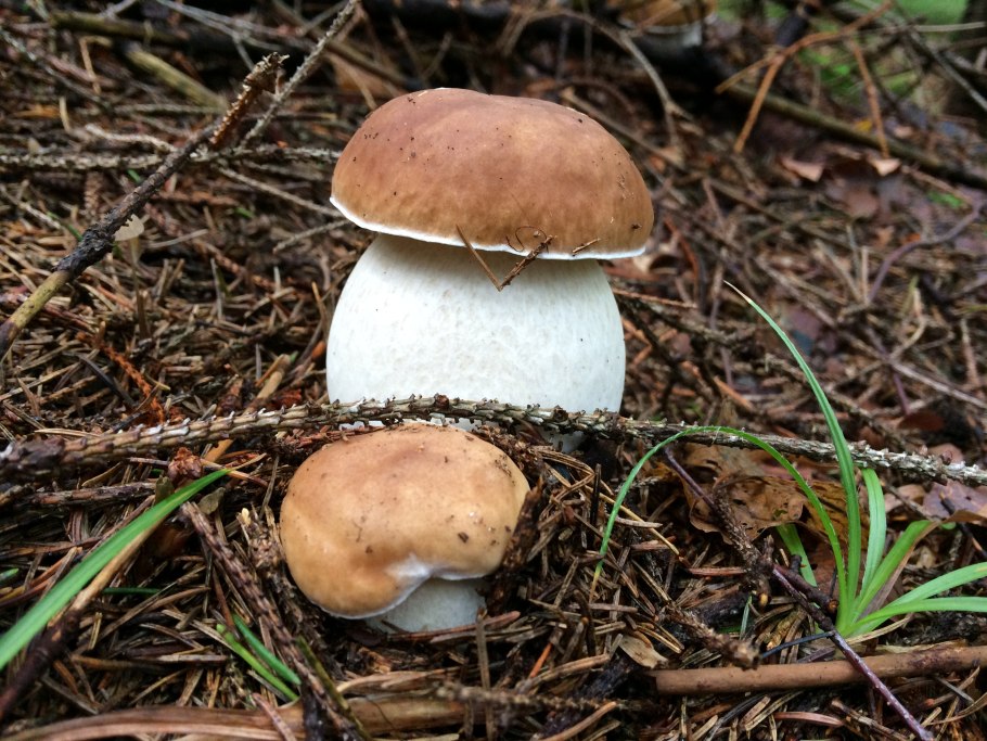 Боровик сетчатый Boletus reticulatus