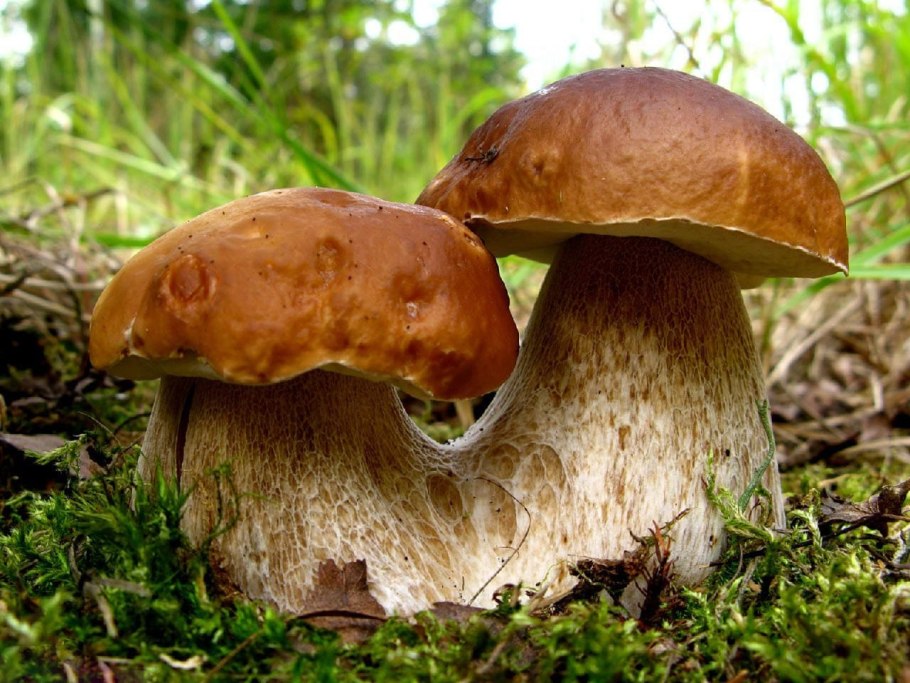 Грибы Boletus edulis