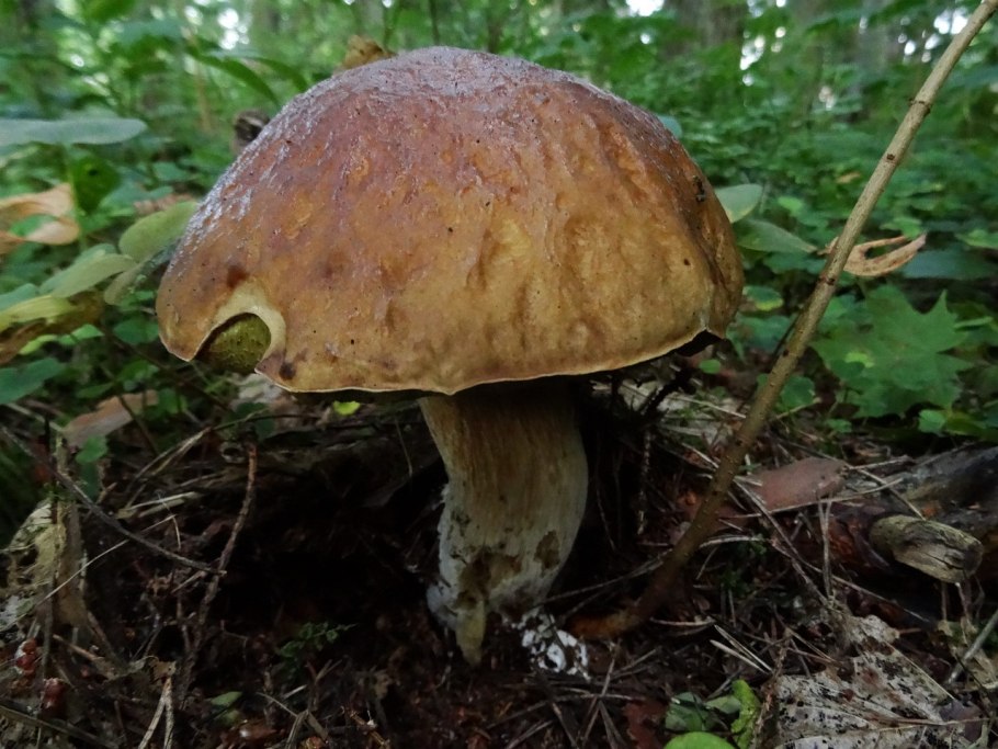 Полевой белый гриб