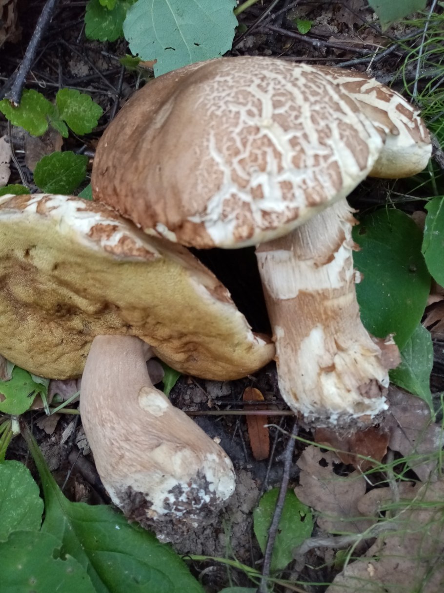 Мухомор и подосиновик