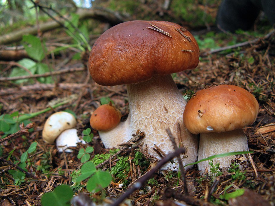 Гриб Болетус золотистоножковый