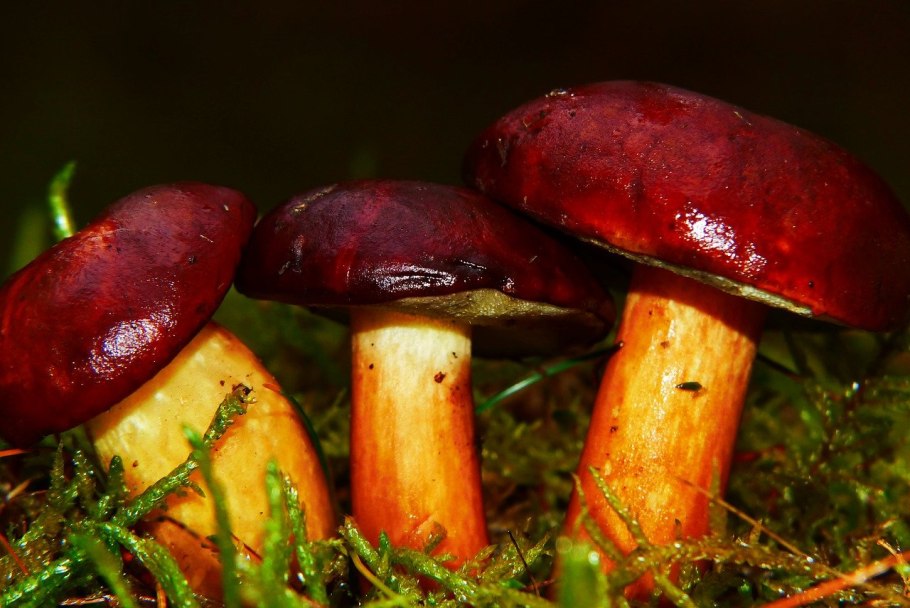 Благородные грибы