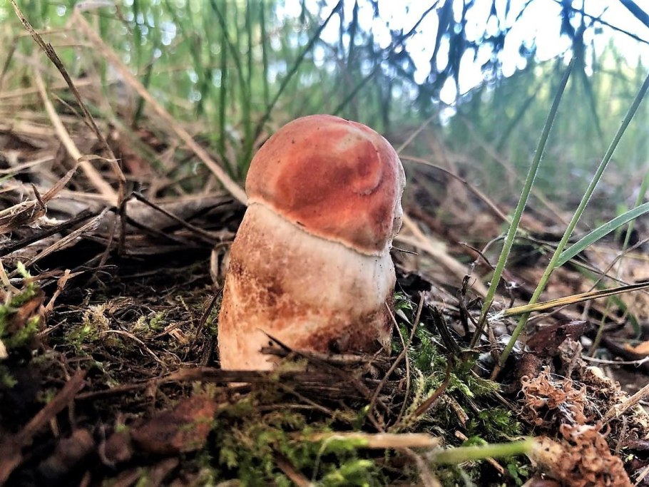 Краснокнижные грибы Подмосковья