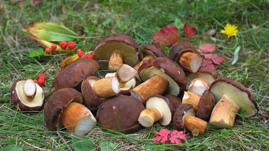 Грибы в Подмосковье 2020 сейчас в сентябре