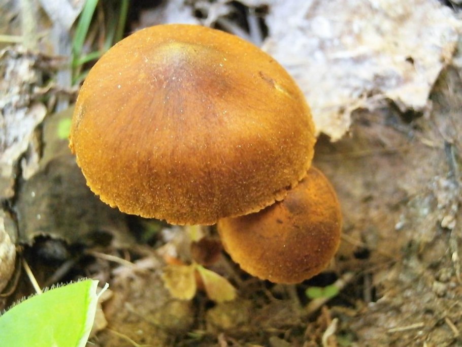 Съедобные грибы Удмуртии