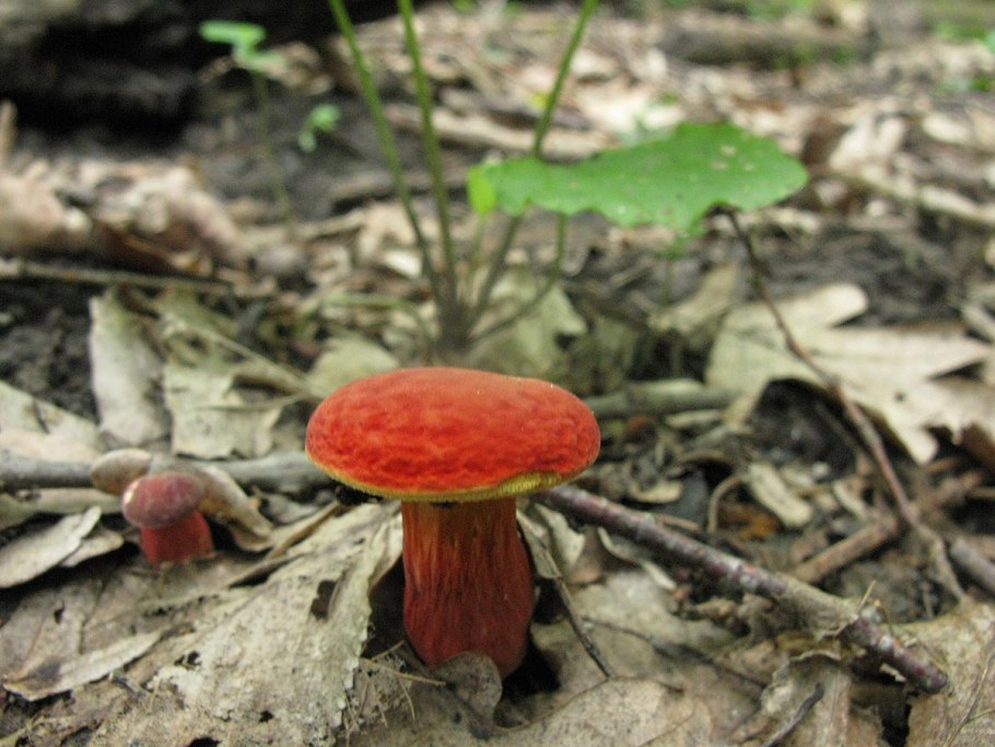 Моховик красный Xerocomus rubellus