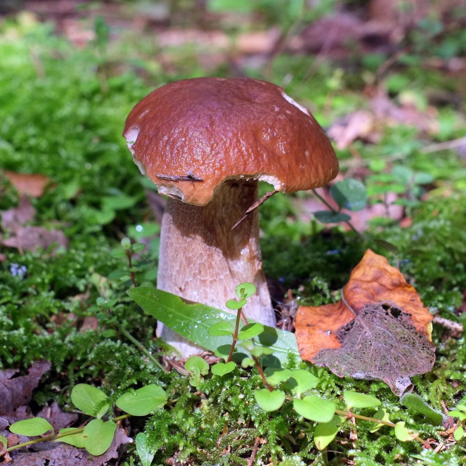 Грибы в Калужской области