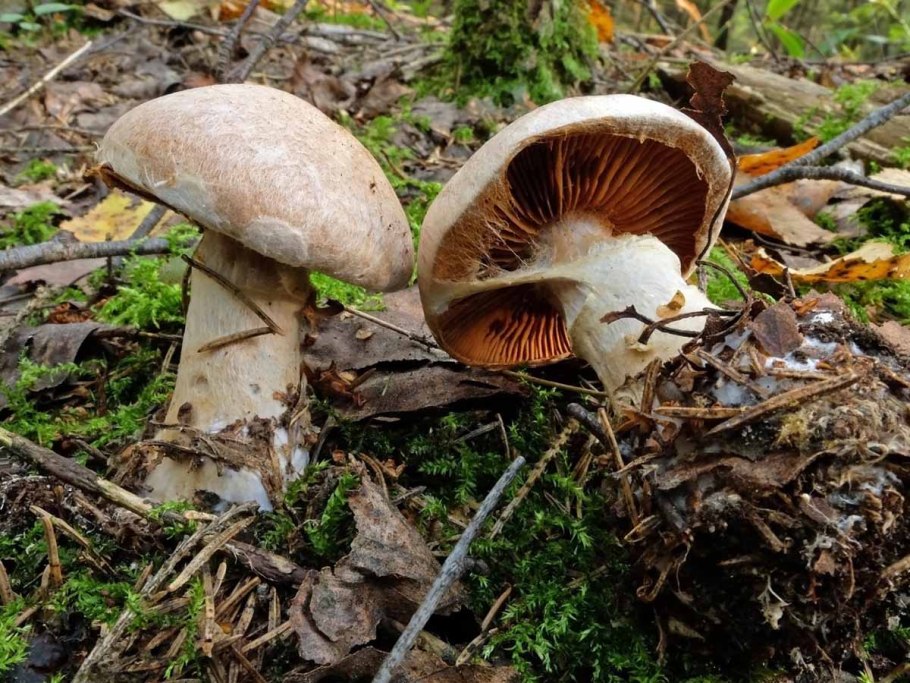 Пластинчатые грибы Урала