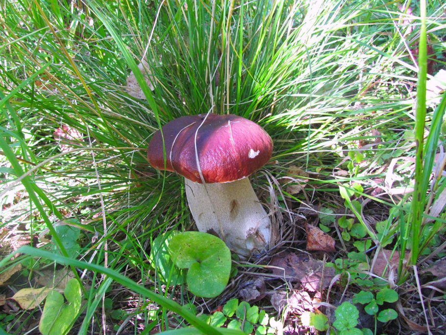 Белый гриб форма Еловая