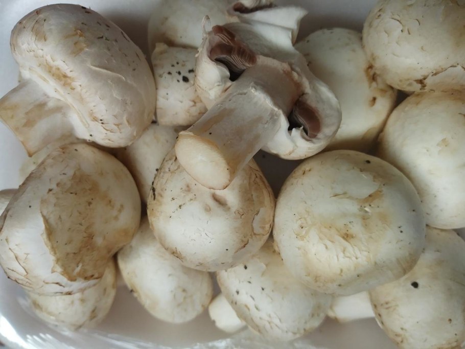 Шампиньоны Королевские свежие
