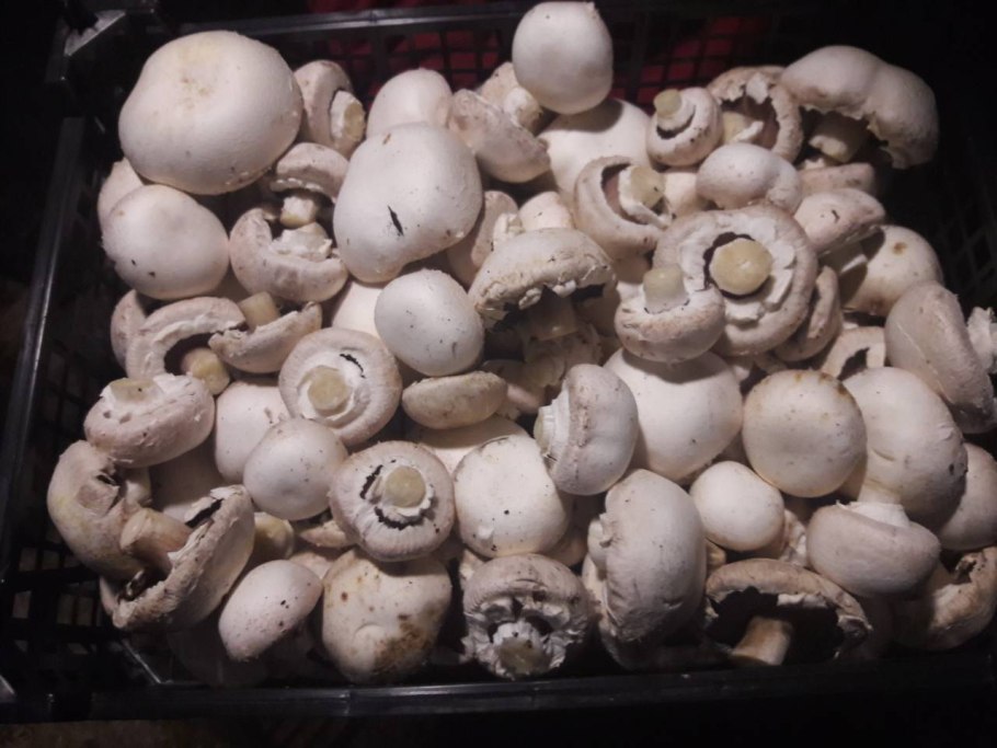 Шампиньон коричневый Королевский