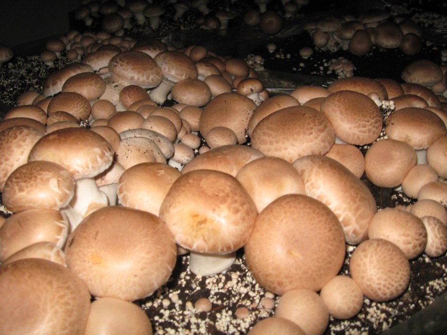 Пластинчатые грибы шампиньоны