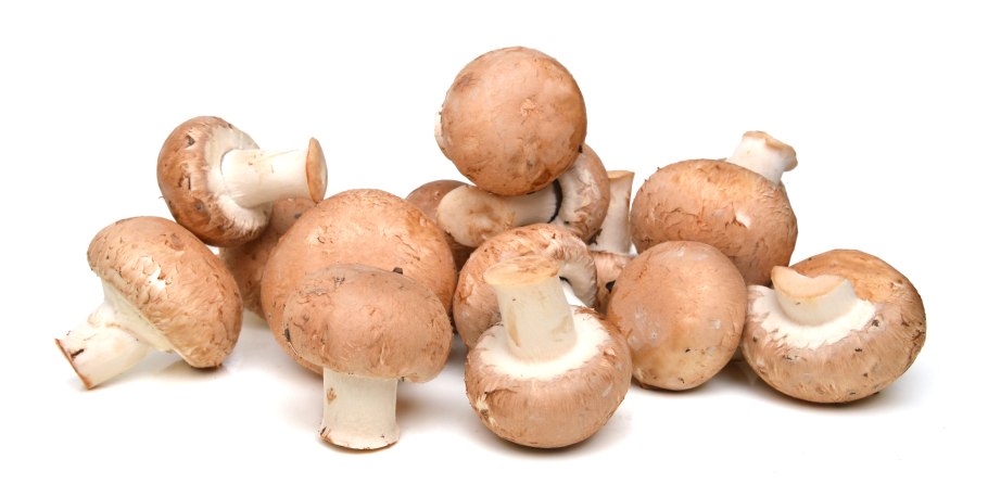 Королевский шампиньон дикий