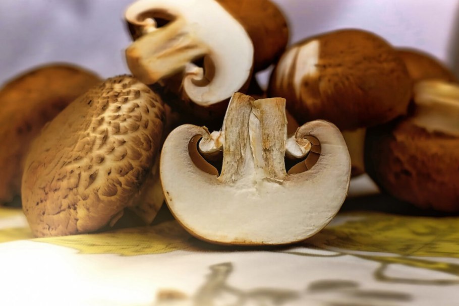 Сорта шампиньонов