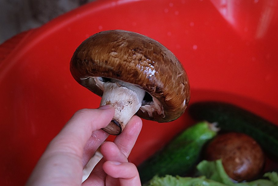 Шампиньон коричневый Королевский