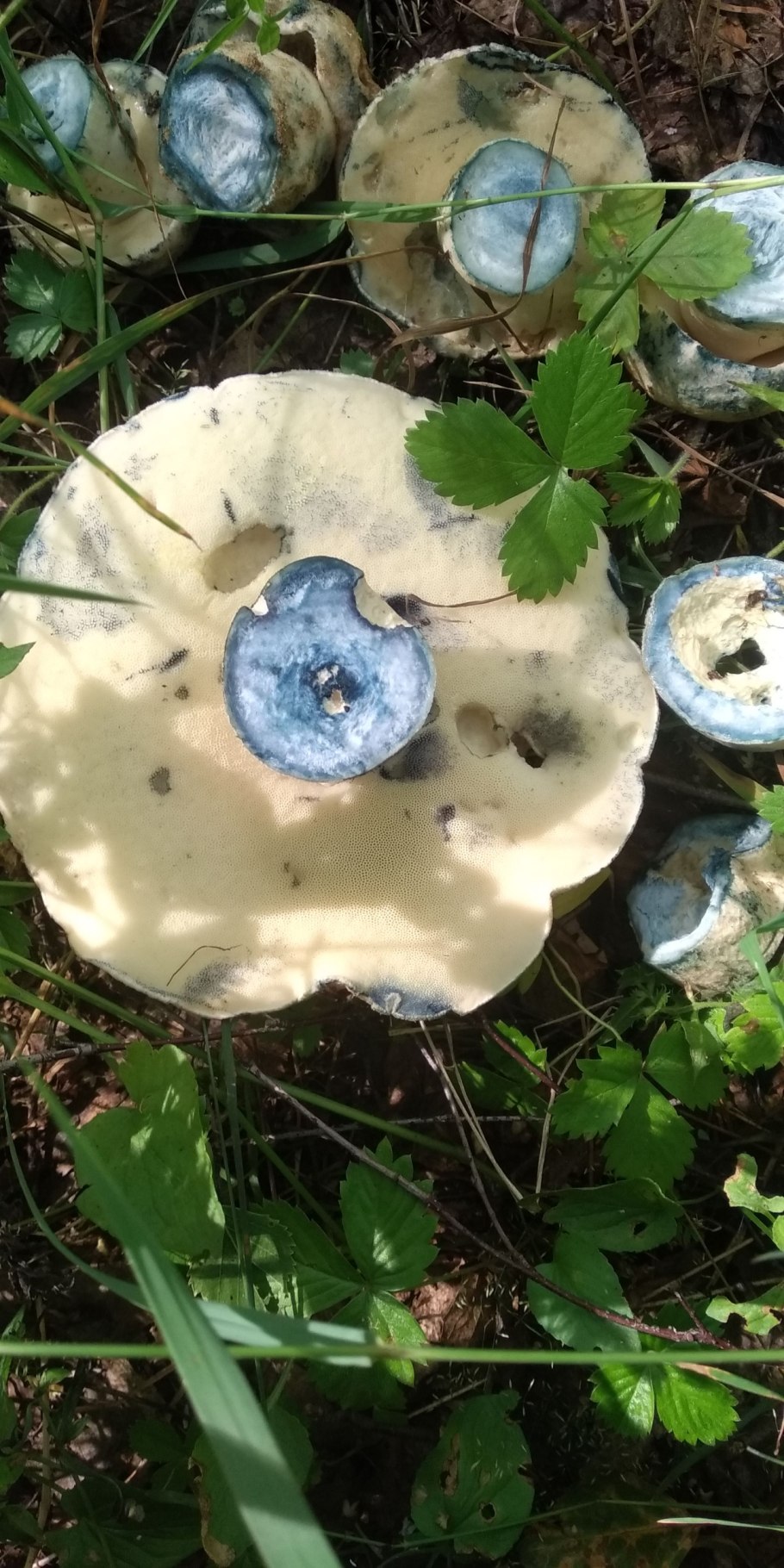 Гиропорус синеющий (Gyroporus cyanescens)