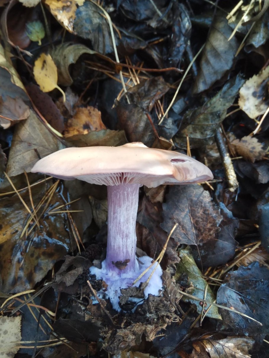 Паутинник фиолетовый