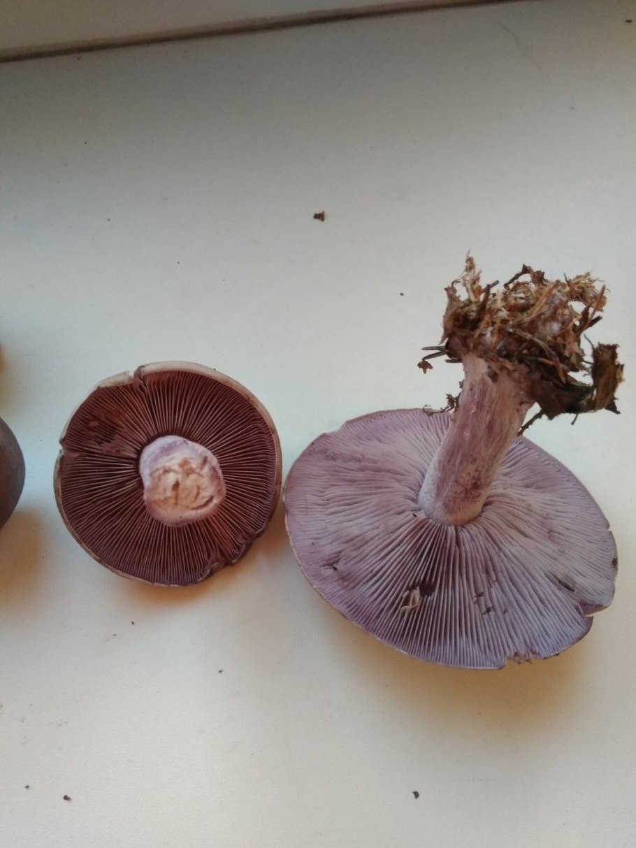 Сыроежка валуевидная