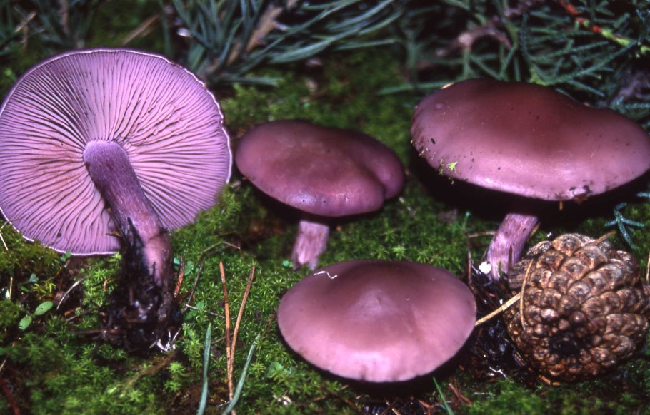 Грибы рядовки Синюшки