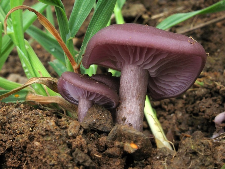 Гриб с фиолетовым кольцом под шляпкой