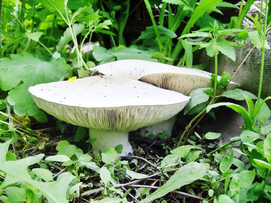 Белосвинушка гриб